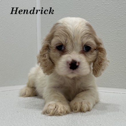puppy, for, sale, Cockalier, Joe & Cherri  Overlease, dog, breeder, Miller, MO, dog-breeder, puppy-for-sale, forsale, nearby, find, puppyfind, locator, puppylocator, aca